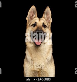 Portrait of East-European Shepherd Dog with Happy face on Isolated Black Background Stock Photo