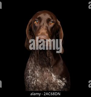 Funny Portrait of German Shorthaired Pointer Dog Stare in Camera on Black Background Stock Photo