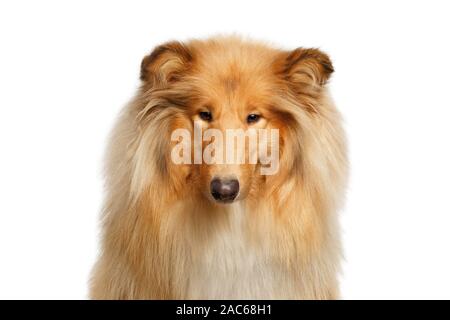 Portrait of Collie Dog Gazing on Isolated White Background Stock Photo