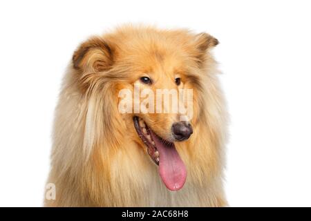 Portrait of Collie Dog on Isolated White Background Stock Photo