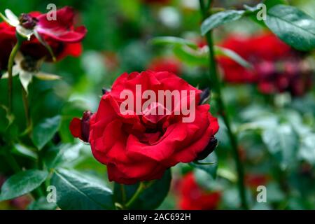 Eternity Rose Bush ~ Red