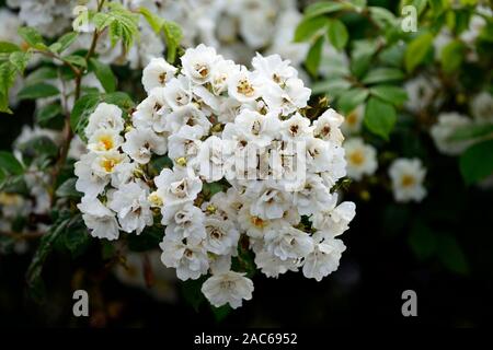 rosa rambling rector,rose rambling rector,white rambler,white rambling, climber,climbing rose, flowering,flowers,fragrant,scented,RM Floral Stock Photo
