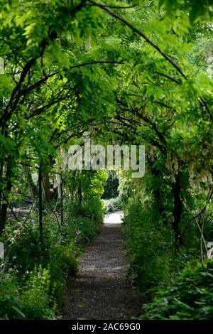 Wisteria sinensis alba,white chinese wisteria,bloom,blooms,raceme,racemes,cover,metal,arch,arched,pergola,walk,path,pathway,altamont gardens,carlow,RM Stock Photo