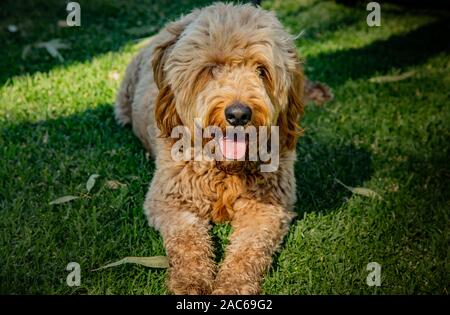 A puppy sitting on grass and sticking his tongue out. Stock Photo