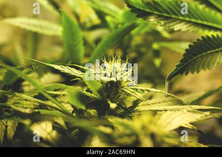 growing green cannabis buds indoors. cultivation of medical marijuana. blooming cannabis plant closeup. Stock Photo