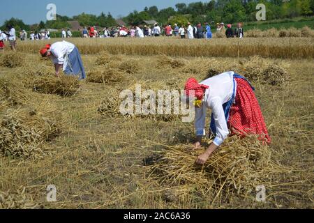 Gornji Breg, Serbia, July 17, 2011. Harvest the old-fashioned way on the field in Gornji Breg, Backa, Vojvodina. This event is followed by tourists. T Stock Photo