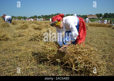 Gornji Breg, Serbia, July 17, 2011. Harvest the old-fashioned way on the field in Gornji Breg, Backa, Vojvodina. This event is followed by tourists. T Stock Photo