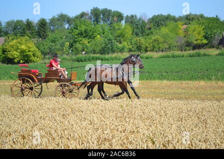 Gornji Breg, Serbia, July 17, 2011. Harvest the old-fashioned way on the field in Gornji Breg, Backa, Vojvodina. This event is followed by tourists. R Stock Photo