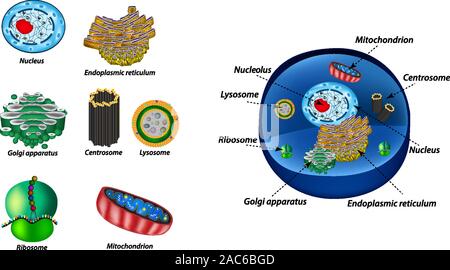 Set the cell organelles. Structure of human cells. Organelles. Nucleus, endoplasmic reticulum, Golgi apparatus, mitochondria, centrosome, lysosome Stock Vector