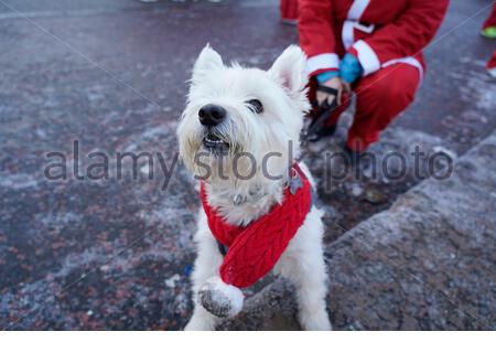 Edinburgh, Scotland, UK. 1st  Dec 2019.  The Edinburgh fundraising Santa run and walk in West Princes Street Gardens, raising money for sick children for When You Wish Upon a Star charity. West Highland Terrier wearing santa costume. Credit: Craig Brown/Alamy Live News Stock Photo