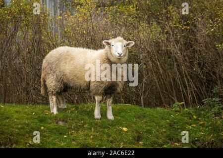 Sheep feeds in a meadow on a Scottish farm in cloudy weather. Stock Photo