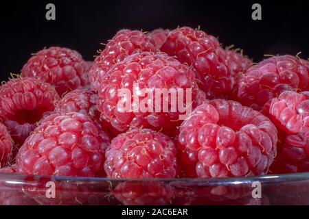 Close-up of European raspberry or red raspberry (Rubus idaeus) on black background. Stock Photo