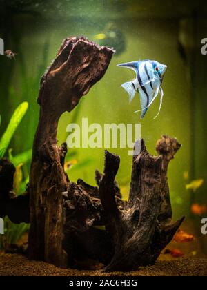 Angelfish in a comunitary tropical aquarium (Pterophyllum scalare) Stock Photo