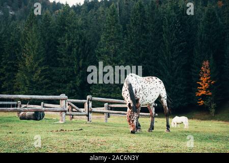 Ranch in the forest. Two beautiful horses graze on green grass near the wooden fence Stock Photo
