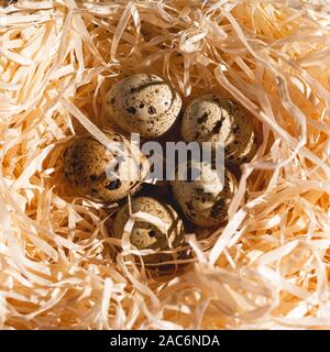 Nest with a group of quail eggs close-up. Stock photo of a nest with bird eggs. Stock Photo