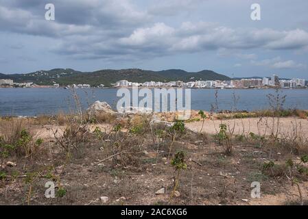 uncultivated plants of Malva arborea in Ibiza island Stock Photo