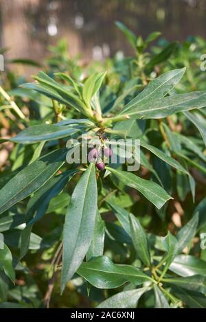 evergreen foliage of Myoporum laetum shrub in summer Stock Photo