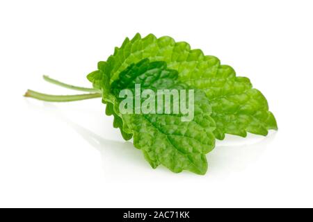 Fresh lemon balm or melissa isolated on white background Stock Photo