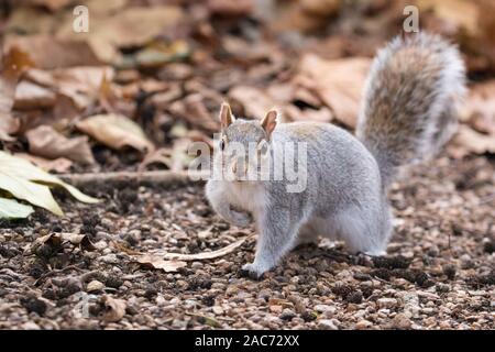 Eastern gray squirrel (Sciurus carolinensis), or grey squirrel, foraging on autumn ground looking at camera, close up Stock Photo