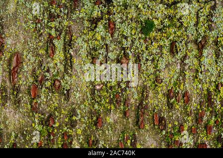 The bark  the Japanese Cherry tree, Prunus serrulata, with warts and covered in green moss- texture or background Stock Photo