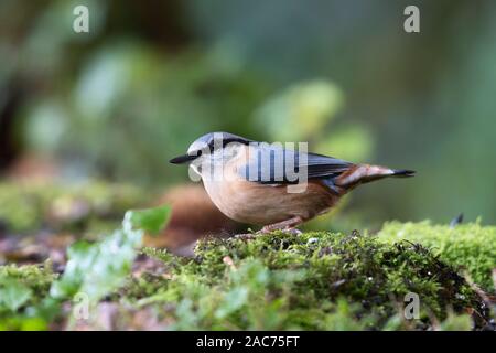 Eurasian nuthatch (Sitta europaea) foraging on the forest floor Stock Photo