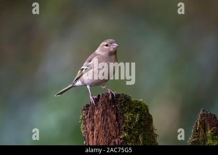 Female chaffinch (Fringilla coelebs) Stock Photo