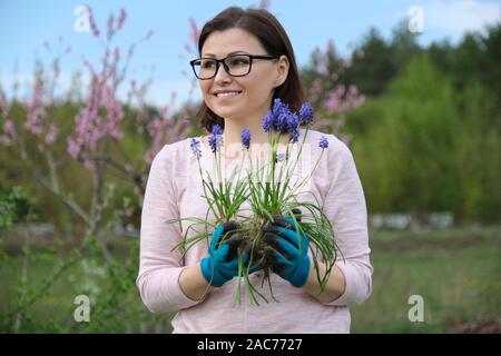Mature smiling woman in spring garden with gloves plant blue flowers mouse hyacinth, planting Armenian Grape Hyacinth, Muscari armeniacum. Gardening h Stock Photo