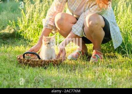 Funny pretty red kitten sitting in basket on green grass, woman playing with little cat in the garden Stock Photo