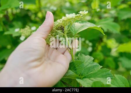 Spring season, bush of viburnum, closeup of insects aphid pests. Stock Photo