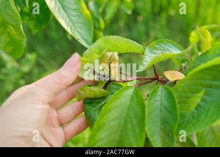 Spring season, cherry tree, close-ups of insects aphid pests. Stock Photo