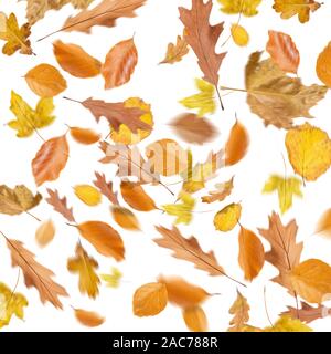 Collection beautiful colorful different autumn leaves, blowing through the air isolated on white background, autumn concept backgrounds, autumn sale,