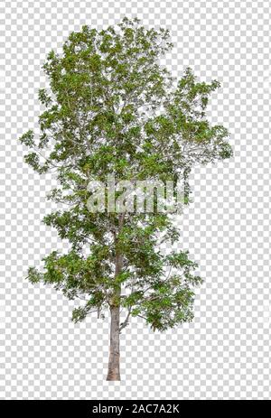 isolated tree on transperrent picture background with clipping path and ...