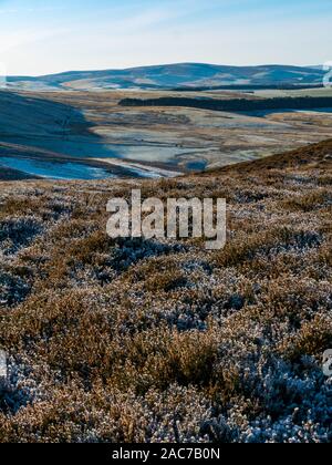 Heather moorland covered in frost with distant view, Lammermuir Hills, East Lothian, Scotland, UK Stock Photo