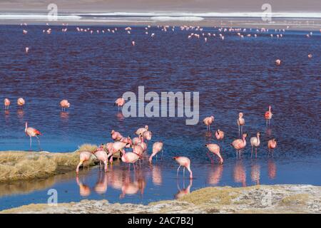 James Flamingoes ( phoenicoparrus andinus), Laguna Colorada, Reserva de Fauna Andina Eduardo Avaroa, southern Altiplano, Potosi, Southwest Bolivia, Stock Photo