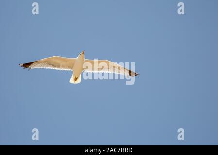 Single seagull in flight on grey blue sky Stock Photo