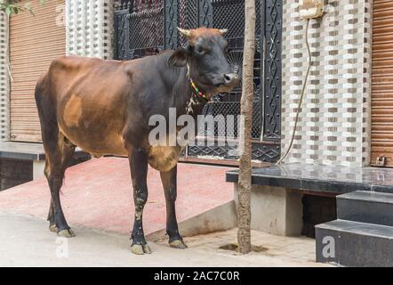 Hoy indian cow in the streets of Agra, India Stock Photo