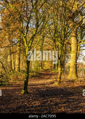 Path through woods with fallen leaves and autumn foliage in North Yorkshire, England Stock Photo