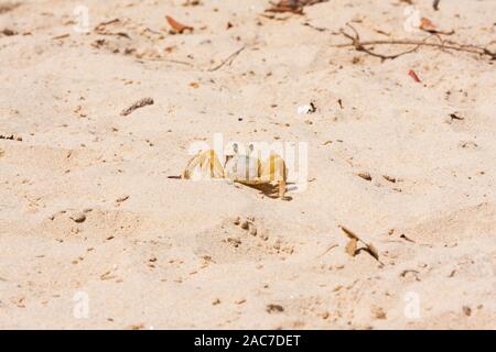 Injured Atlantic ghost crab (Ocypode quadrata) which had lost one pincer leg or claw, spotted on sandy beach, Ilha Grande, Angra dos Reis, Brazil Stock Photo