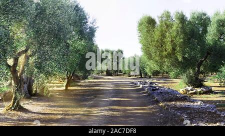 Olive trees with ripened fruits. Sunny day in the garden. Green foliage and healthy berries of agro-culture Stock Photo