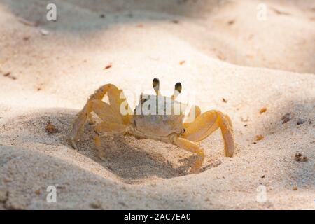 Injured Atlantic ghost crab (Ocypode quadrata) which had lost one pincer leg or claw, spotted on sandy beach, Ilha Grande, Angra dos Reis, Brazil Stock Photo