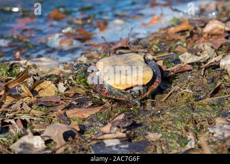 Closeup of dead turtle laying upside down on back of shell on lake shore Stock Photo