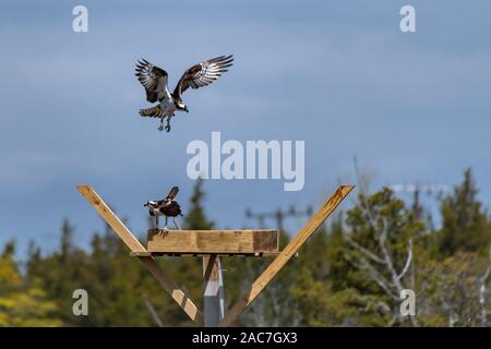 Couple of male and female ospreys with open wings building their twig nest on a nest platform Stock Photo