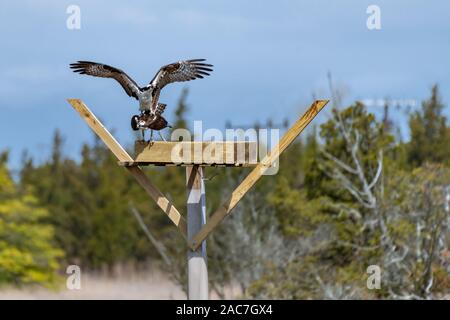 Couple of male and female ospreys with open wings building their twig nest on a nest platform Stock Photo