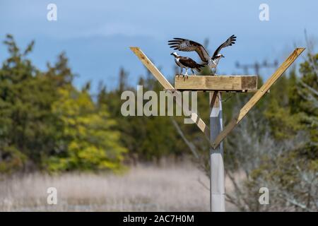 Couple of male and female ospreys with open wings building their twig nest on a nest platform Stock Photo