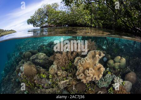 Healthy corals, sponges, and other invertebrates thrive along the edge of a mangrove forest in Raja Ampat, Indonesia. Stock Photo