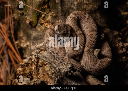 New Mexico Ridge-nosed Rattlesnake (Crotalus willardi obscurus) from Sonora, Mexico. Stock Photo