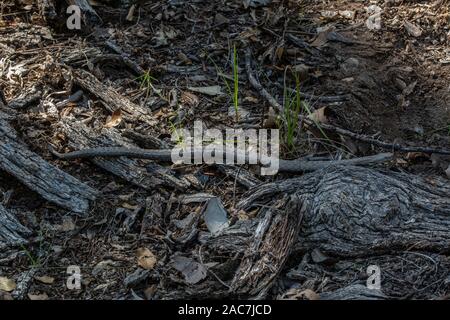 New Mexico Ridge-nosed Rattlesnake (Crotalus willardi obscurus) from Sonora, Mexico. Stock Photo