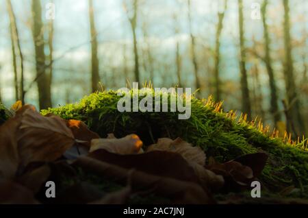 Moola, blooming on an old tree trunk in backlight Stock Photo