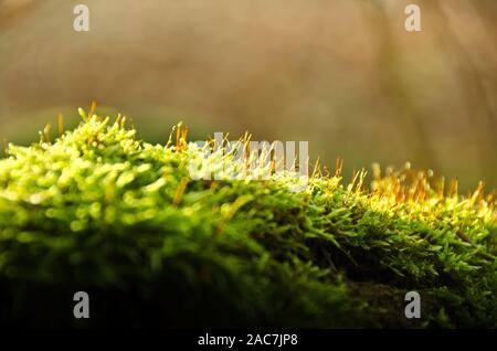 Moola, blooming on an old tree trunk in backlight Stock Photo