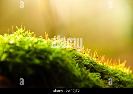 Moola, blooming on an old tree trunk in backlight Stock Photo